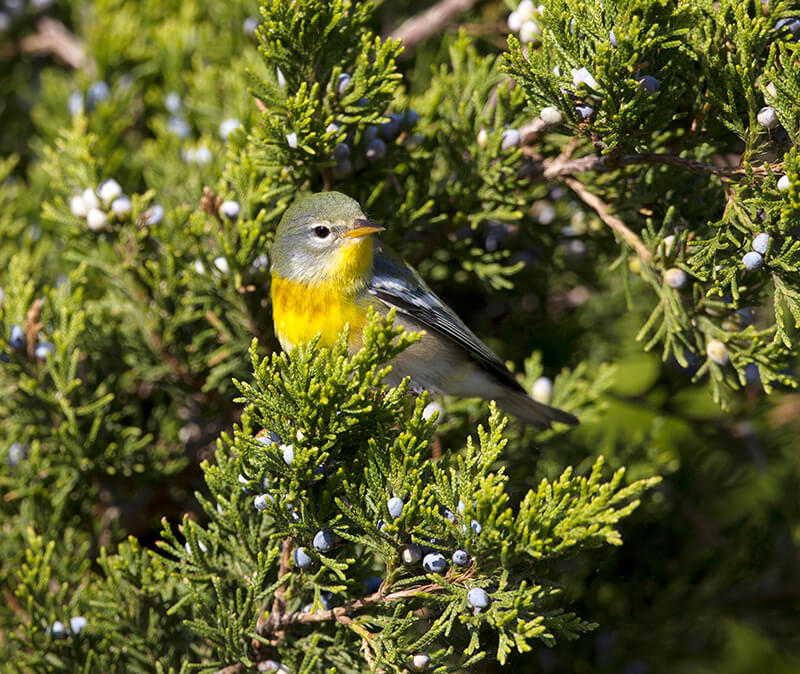 Northern Parula (Setophaga americana) first fall male in migration through Cape May, New Jersey foraging in an evergreen tree. Photo @Michael Stubblefield.