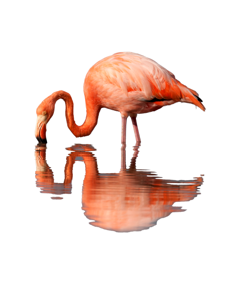 American Flamingo. Photo by Michael Stubblefield.