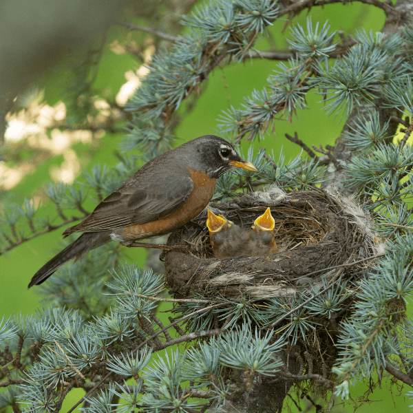 How to Help Chicks and Fledglings This Breeding Season