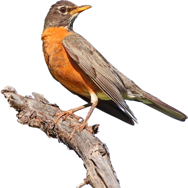 American Robin. Photo by Greg Homel.