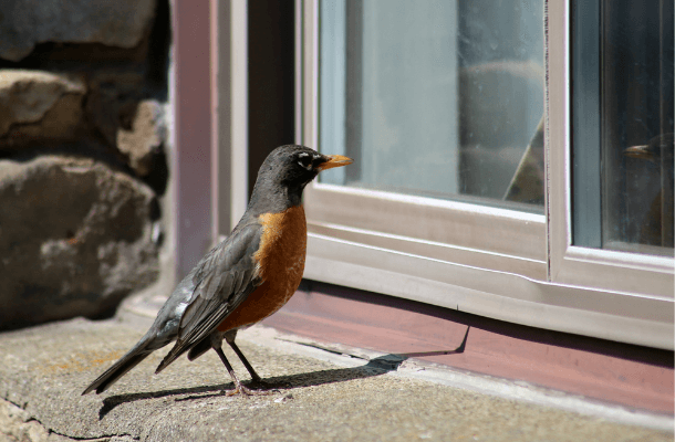 A Win for Birds: Court Upholds Bird-Friendly Building Ordinance in Wisconsin