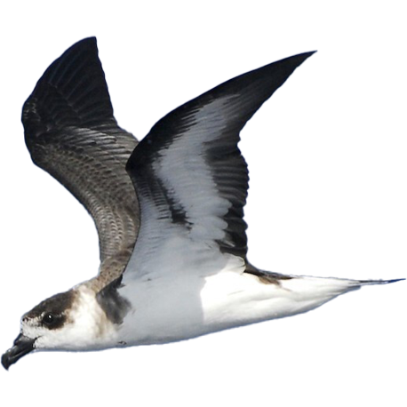 Black-capped Petrel. Photo by David Hollie.
