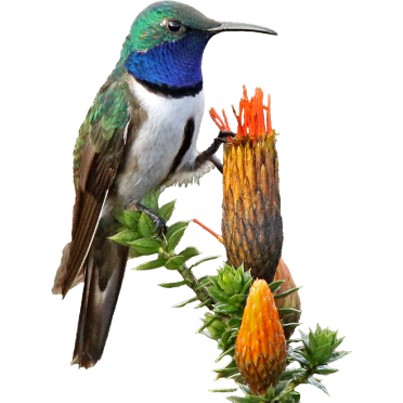 Blue-throated Hillstar. Photo by Roger Ahlman.
