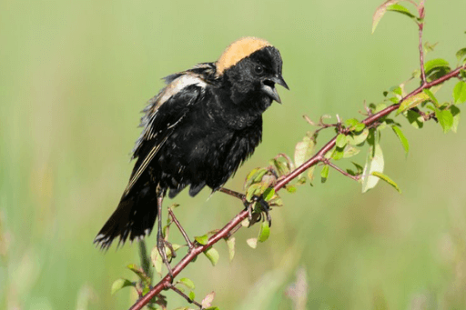 Bobolink. Photo by Paul Sparks/Shutterstock.