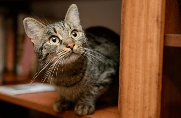 A tabby cat on a bookshelf.
