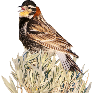 Chestnut-collared Longspur. Photo by Tim Zurowski.