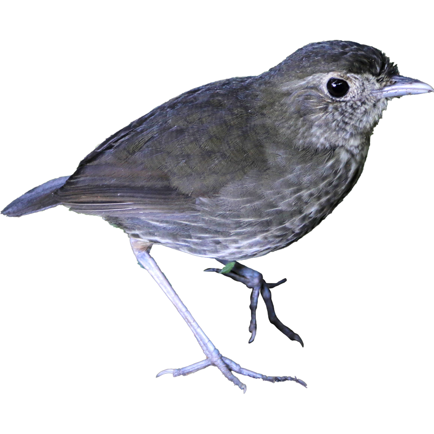 The spritely Cundinamarca Antpitta is found only in Colombia’s cloud forests. An ABC-supported and community-driven reserve protects vital habitat for this recently described bird.