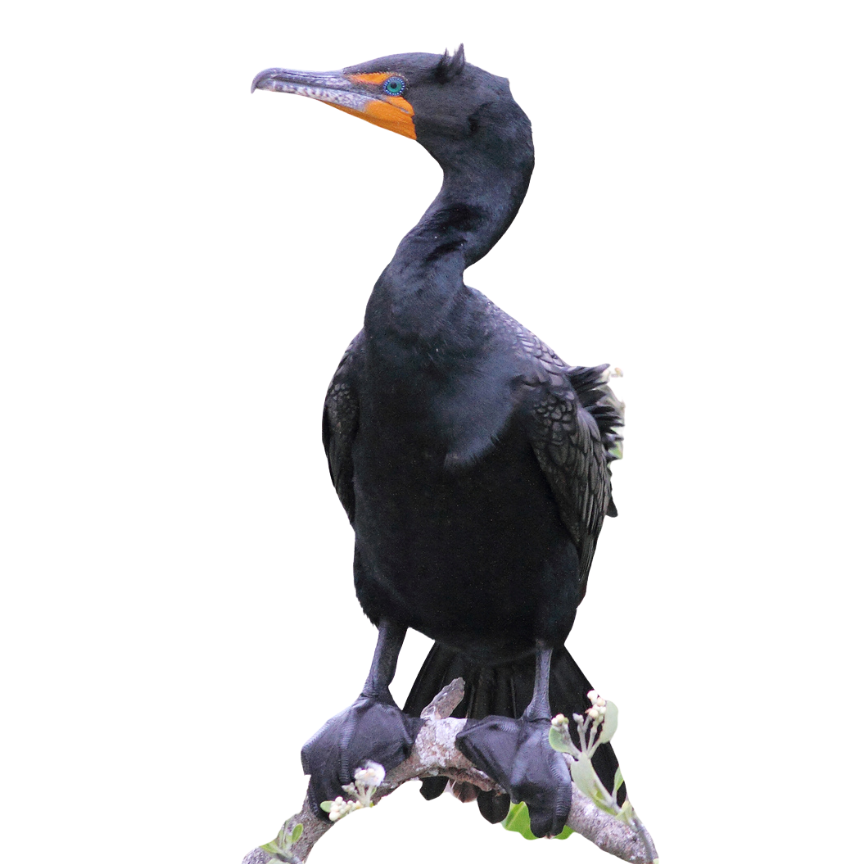 Double-crested Cormorant. Photo by Greg Homel, Natural Elements Productions