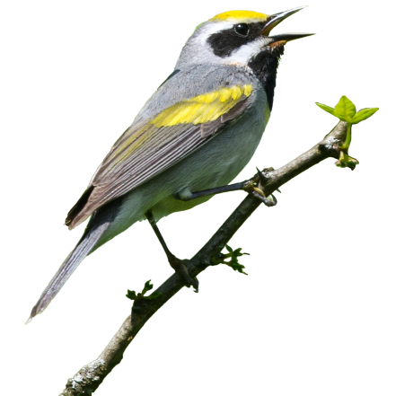 Golden-winged Warbler.