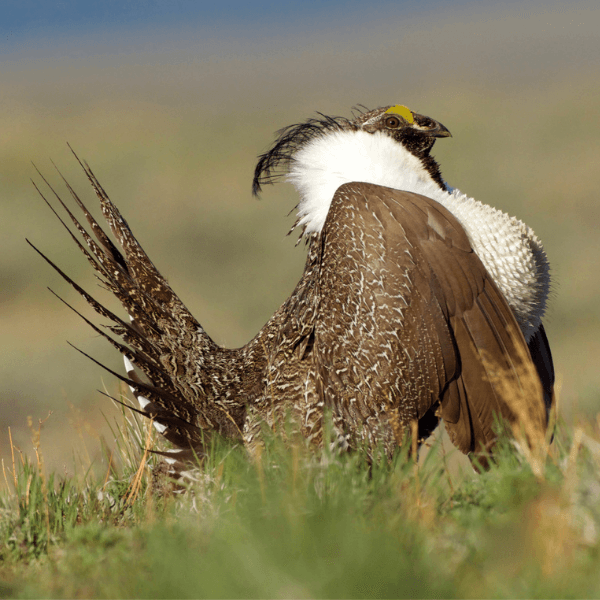 Greater Sage Grouse male. Photo by Tom Reichner.