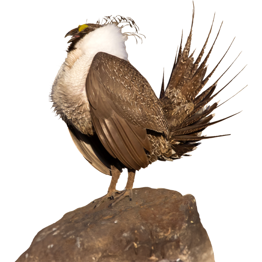 ABC works to conserve the Greater Sage-Grouse, an icon of the American West’s vanishing sagebrush steppe.