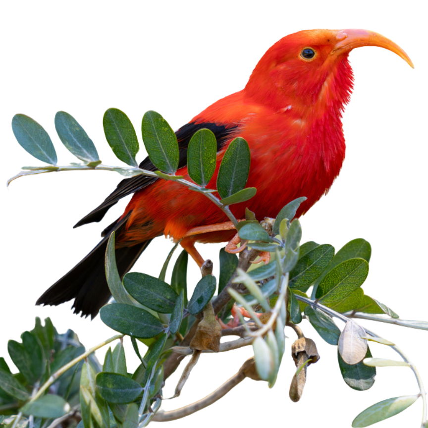 'I'iwi (a brigh red bird) sits on a plant