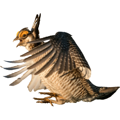 Lesser Prairie Chicken. Photo by Rob Palmer.