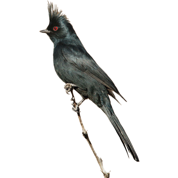 Phainopepla. Photo by Tom Grey.