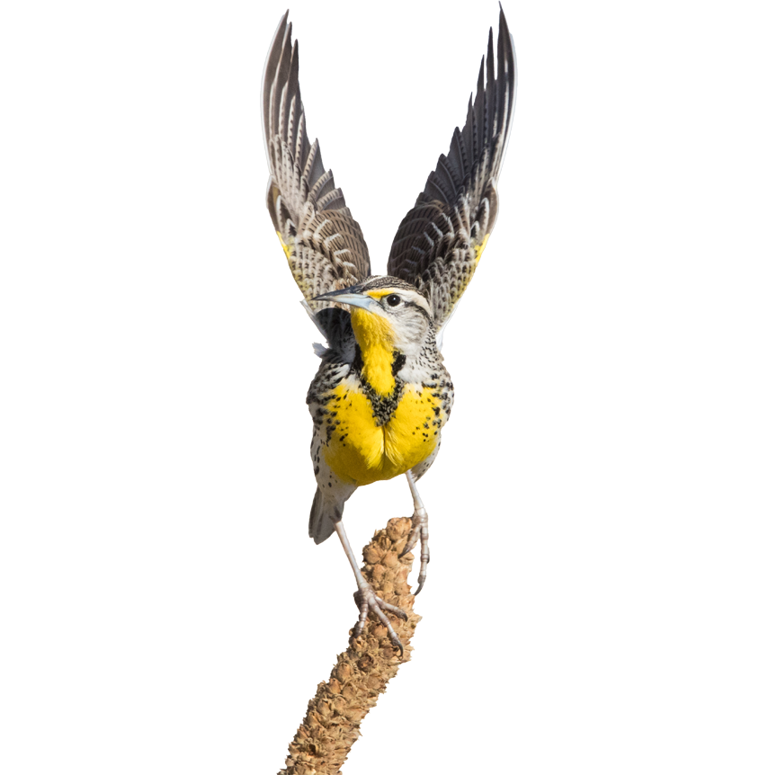 Grassland species like the Western Meadowlark are declining rapidly. ABC works to mitigate threats from habitat loss and pesticide use.