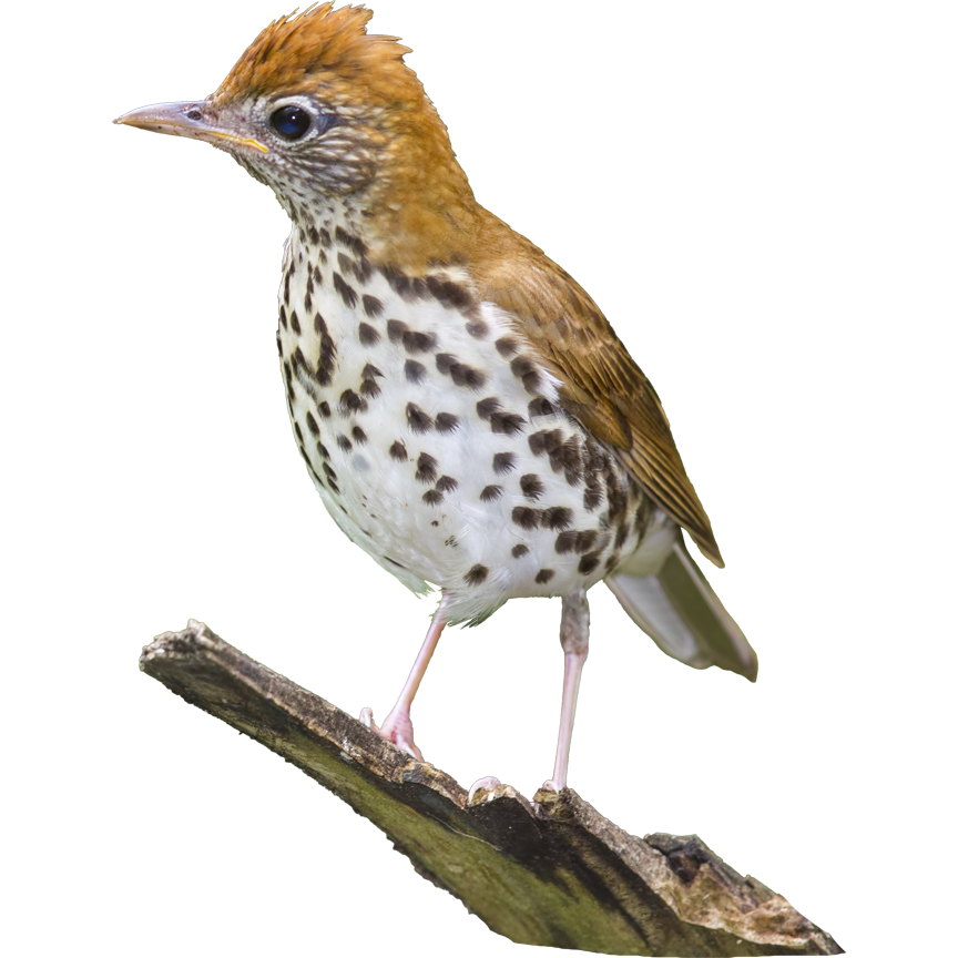 ABC and partners conserve the Wood Thrush, a sentinel of summer in forests of the eastern U.S. and Canada, throughout its full annual cycle through agroforestry and restoring habitat.