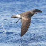 Conservation Groups File Lawsuit to Protect Maui's Endangered and Threatened Seabirds from Hazards Posed by County Streetlights