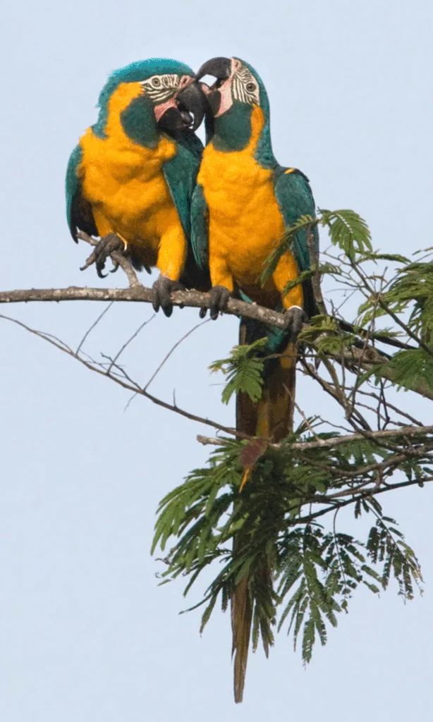 Blue-throated Macaws. Photo by Daniel Alarcon, Asociacion Armonia.