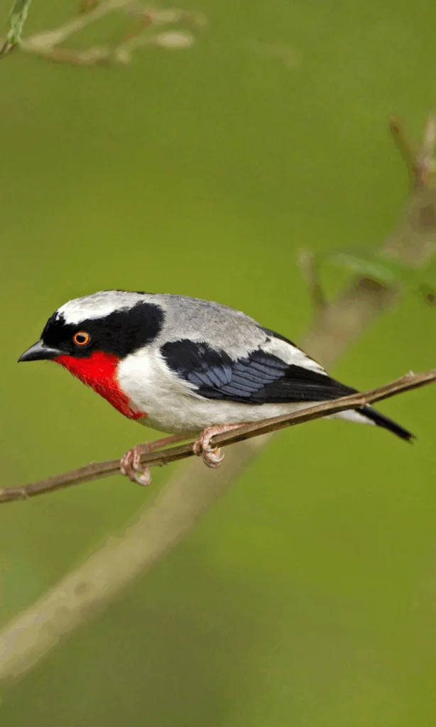 Cherry-throated Tanager. Photo by Ciro Albano.