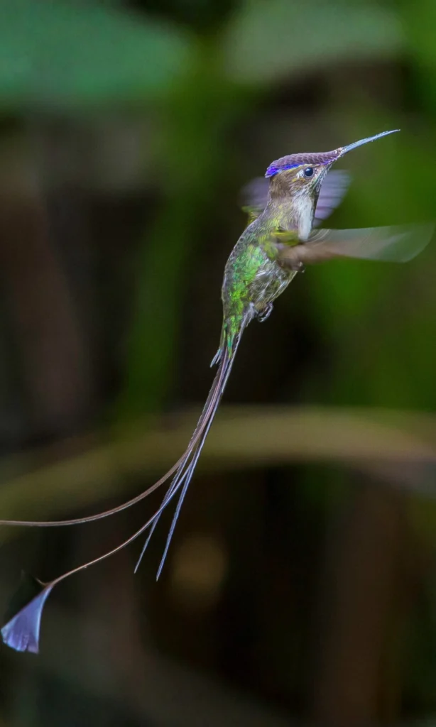 Marvelous Spatuletail. Photo by Björn Anderson.