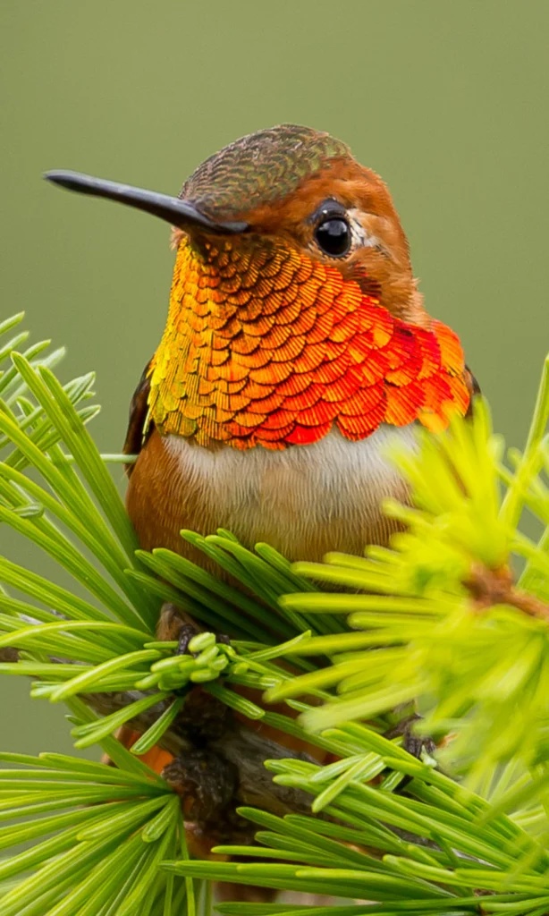 Rufous Hummingbird. Photo by Scott Bechtel.