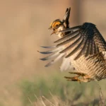 Lesser Prairie-Chicken jumping. Photo by Rob Palmer Photography, Shutterstock.