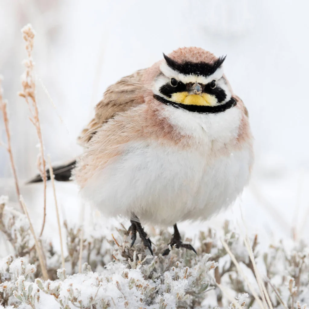 A Horned Lark in the snow. Photo by Danita Delimont, Shutterstock.