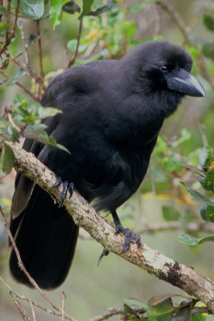 Hawaiian Crow by Jack Jeffrey