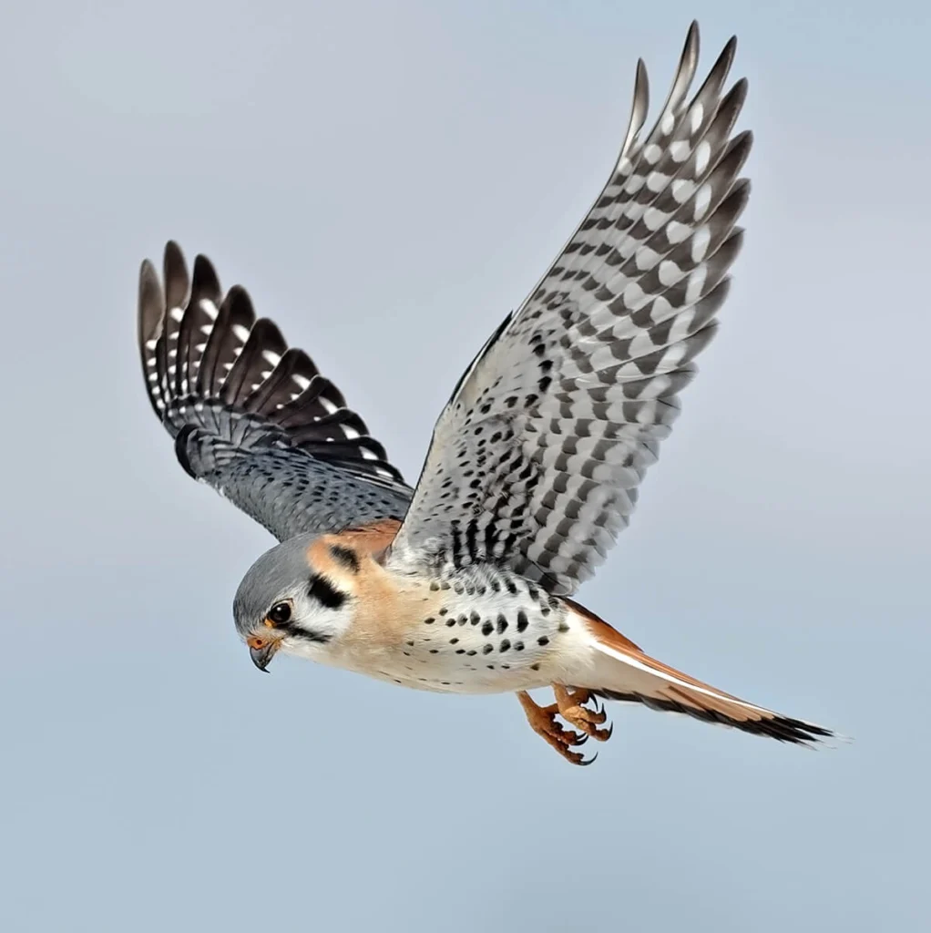 American Kestrel male hovering. Photo by Paul Rossi
