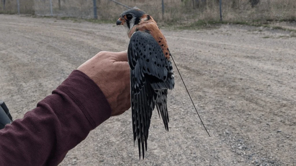 American Bird Conservancy Leads Expansion of Tagging Network For Migratory Birds