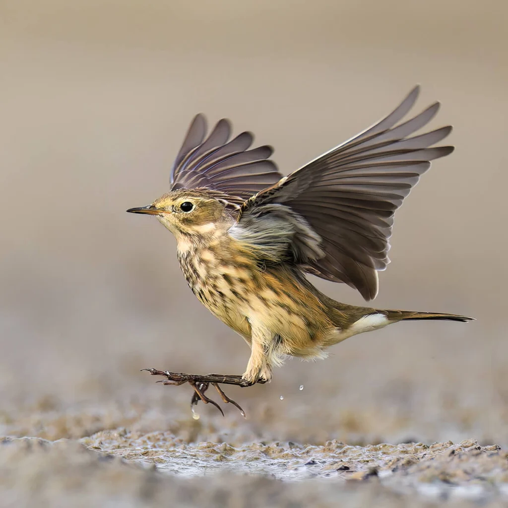 American Pipit flying by Ryan Sanderson, Macaulay Library at the Cornell Lab of Ornithology