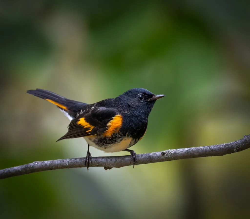American Redstart perched on branch. Photo by Owen Deutsch.