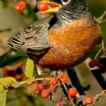 American Robin. Photo by Paul Reeves Photograph, Shutterstock.