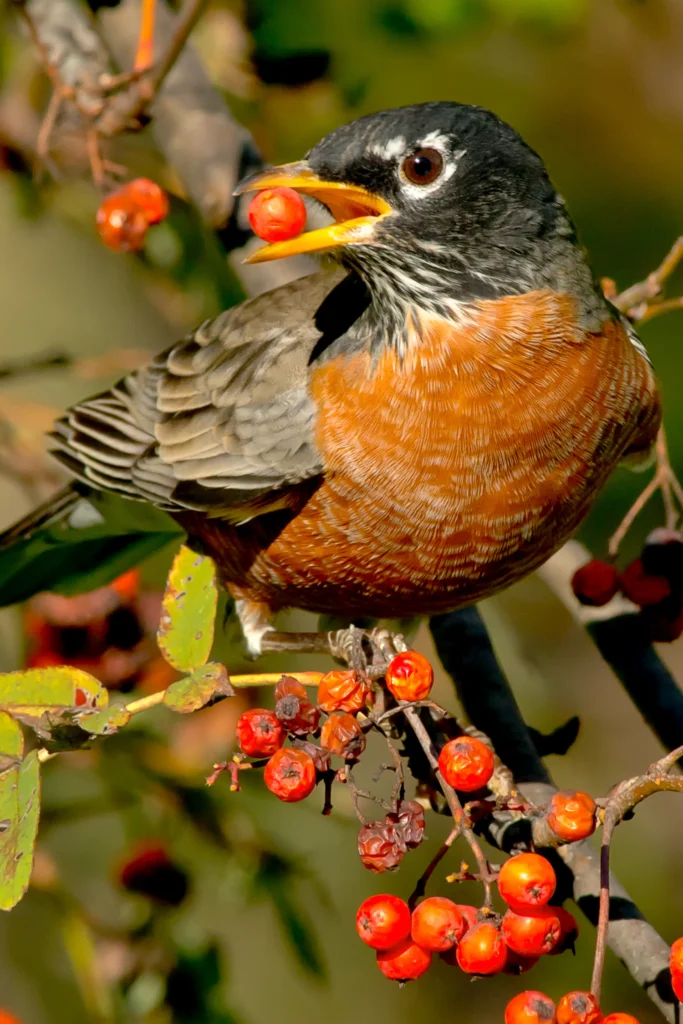 American Robin. Photo by Paul Reeves Photograph, Shutterstock.