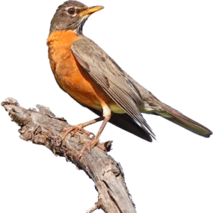 American Robin. Photo by Greg Homel.
