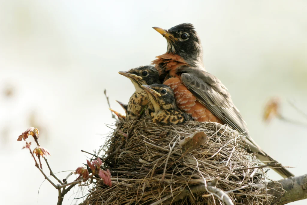 American Robin on nest with chicks. Photo by Martha Marks, Shutterstock.
