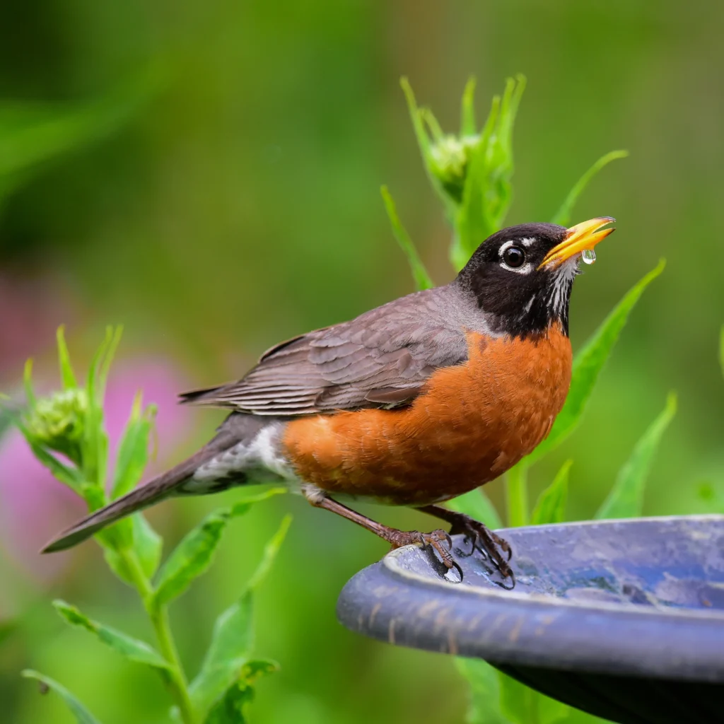 American Robin drinking from a bird bath. Photo by Dave Nelson, Shutterstock.