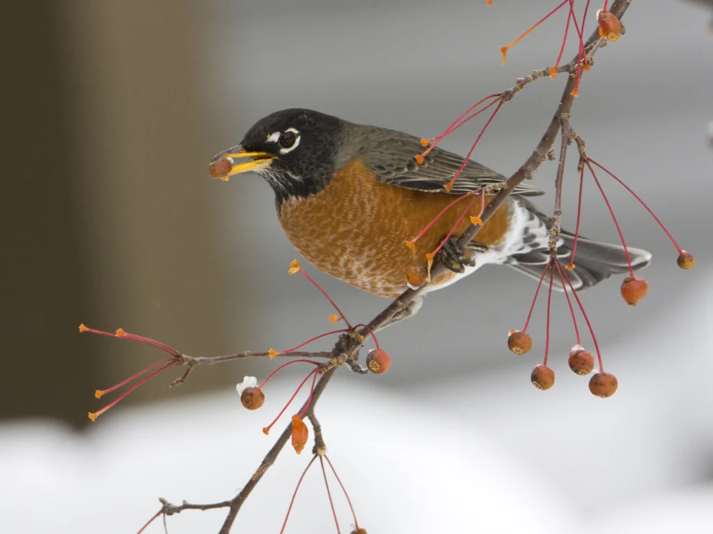 American Robin. Photo by Larry Master, masterimages.org.