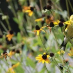 ABC Birding: Home Edition