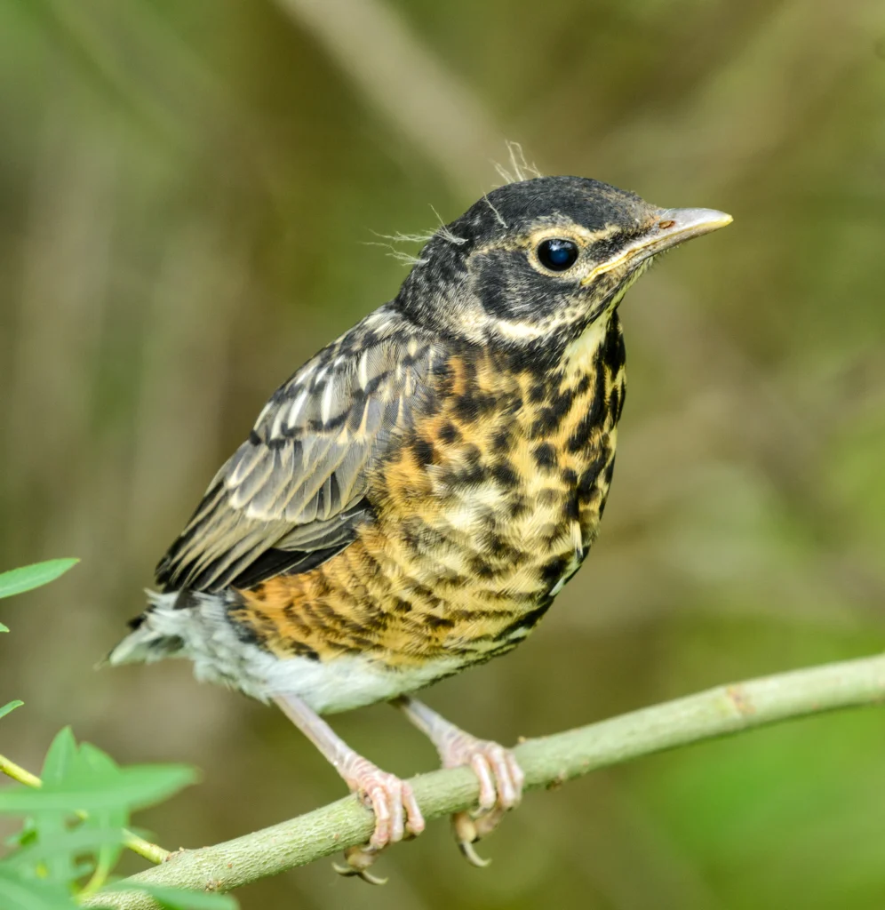 American Robin Fledgeling perched on thin branch. Photo by steve52, Shutterstock.