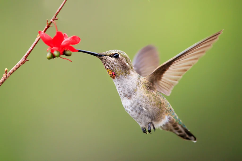 Anna’s Hummingbird female. Photo by Jesse Nguyen, Shutterstock.