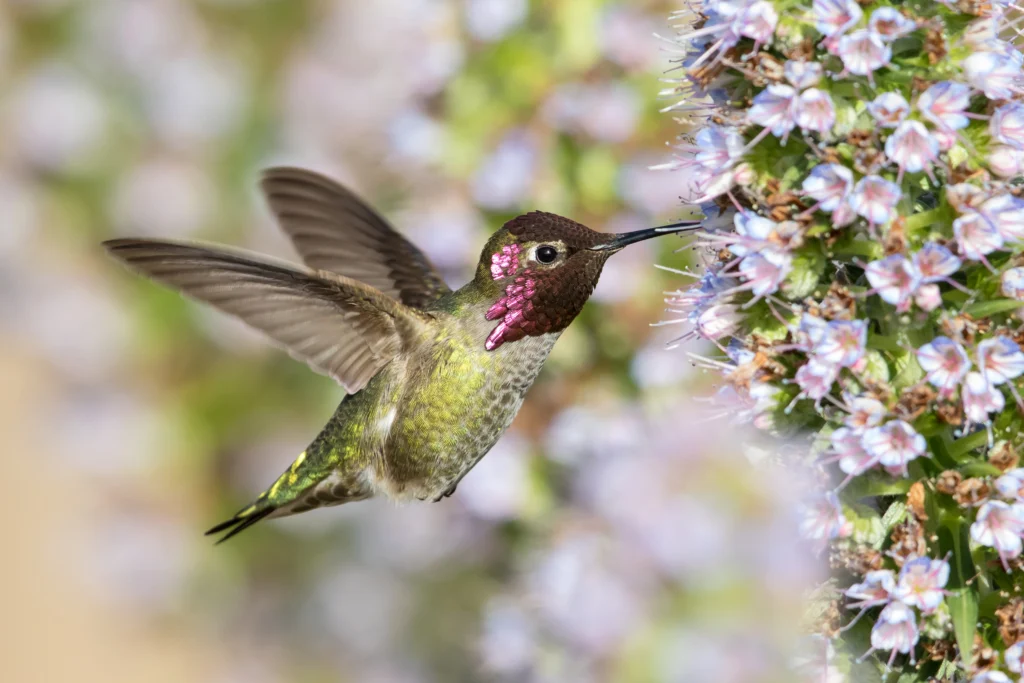Anna’s Hummingbird. Photo by Keneva Photography, Shutterstock.