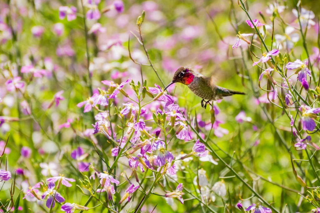 Anna’s Hummingbird. Photo by Sundry Photography, Shutterstock.