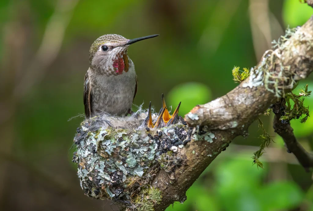 Anna’s Hummingbird feeding chicks. Photo by Sen Yang, Shutterstock.