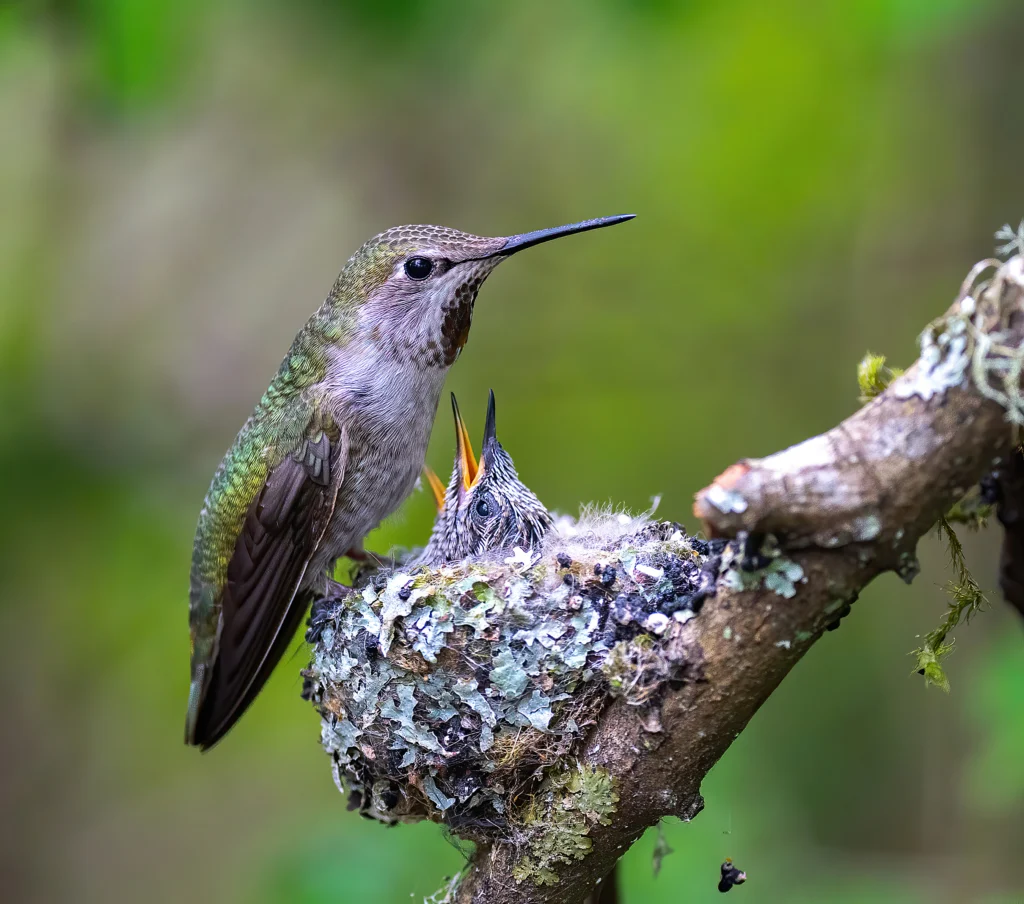 Anna’s Hummingbird feeding chicks. Photo by Sen Yang, Shutterstock.