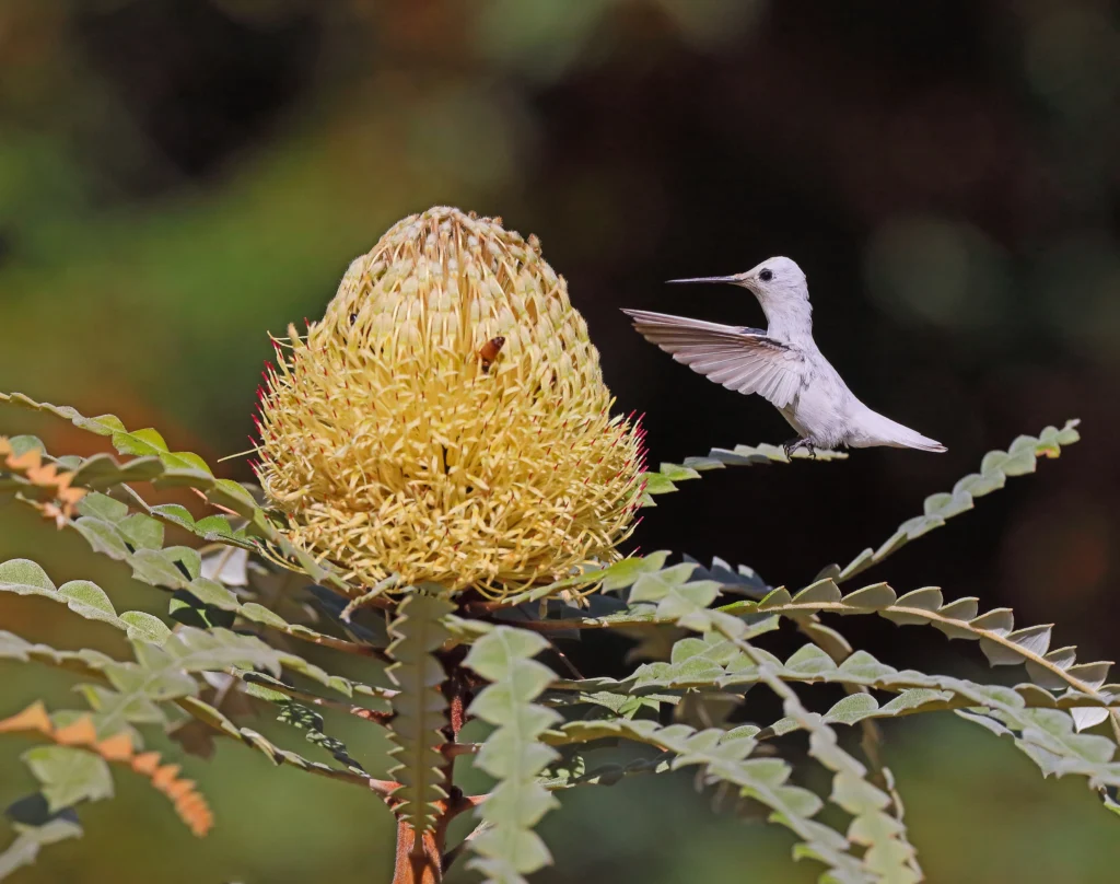 Leucistic Anna’s Hummingbird male. Photo by Greg Homel, Natural Elements Productions.