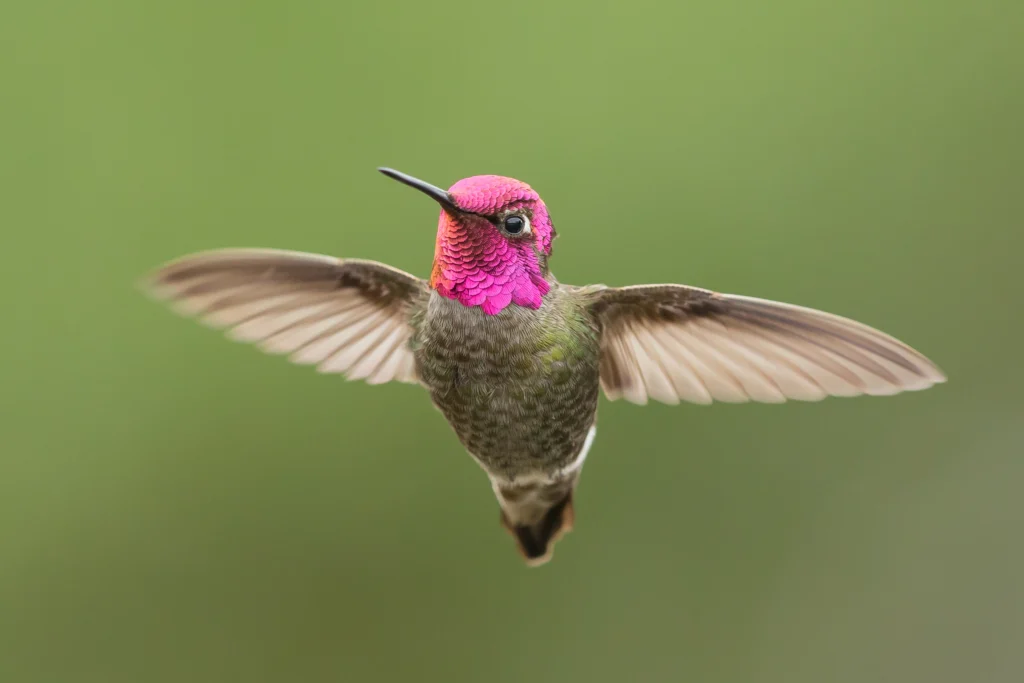 Anna’s Hummingbird. Photo by Keneva Photography, Shutterstock.