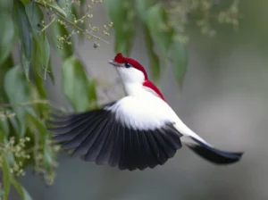 Araripe Manakin hovering. Photo by Ciro Albano.