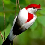 Araripe Manakin. Photo by Ciro Albano.