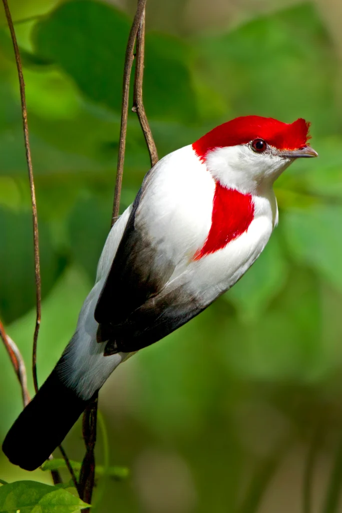 Araripe Manakin. Photo by Ciro Albano.
